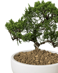 Japanese Juniperus Shinpaku - Potted plant - POTT - JAPA - 7267 - Tumbleweed Plants - Online Plant Delivery Singapore