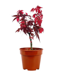 Japanese Maple - grow pot - Potted plant - Tumbleweed Plants - Online Plant Delivery Singapore