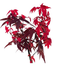 Japanese Maple - grow pot - Potted plant - Tumbleweed Plants - Online Plant Delivery Singapore