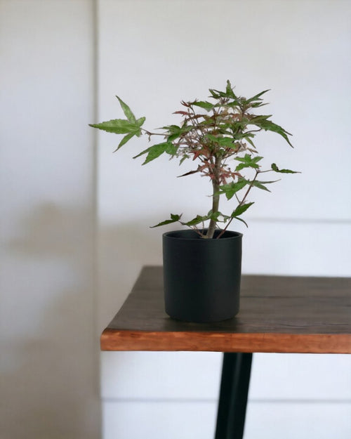 Japanese Maple - onyx aura ceramic pot - large/black - Potted plant - Tumbleweed Plants - Online Plant Delivery Singapore