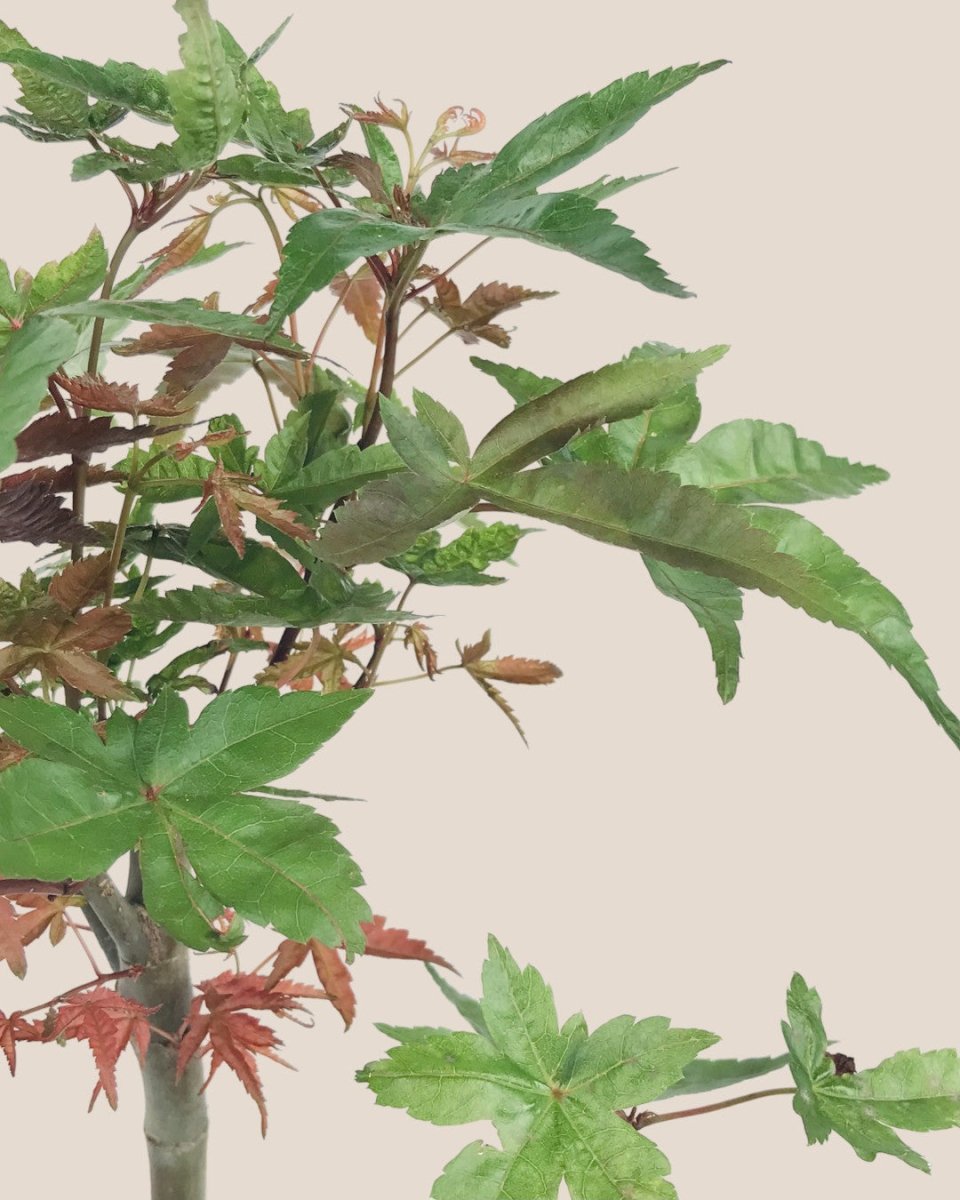 Japanese Maple - smoffy cement planter - square - Potted plant - Tumbleweed Plants - Online Plant Delivery Singapore