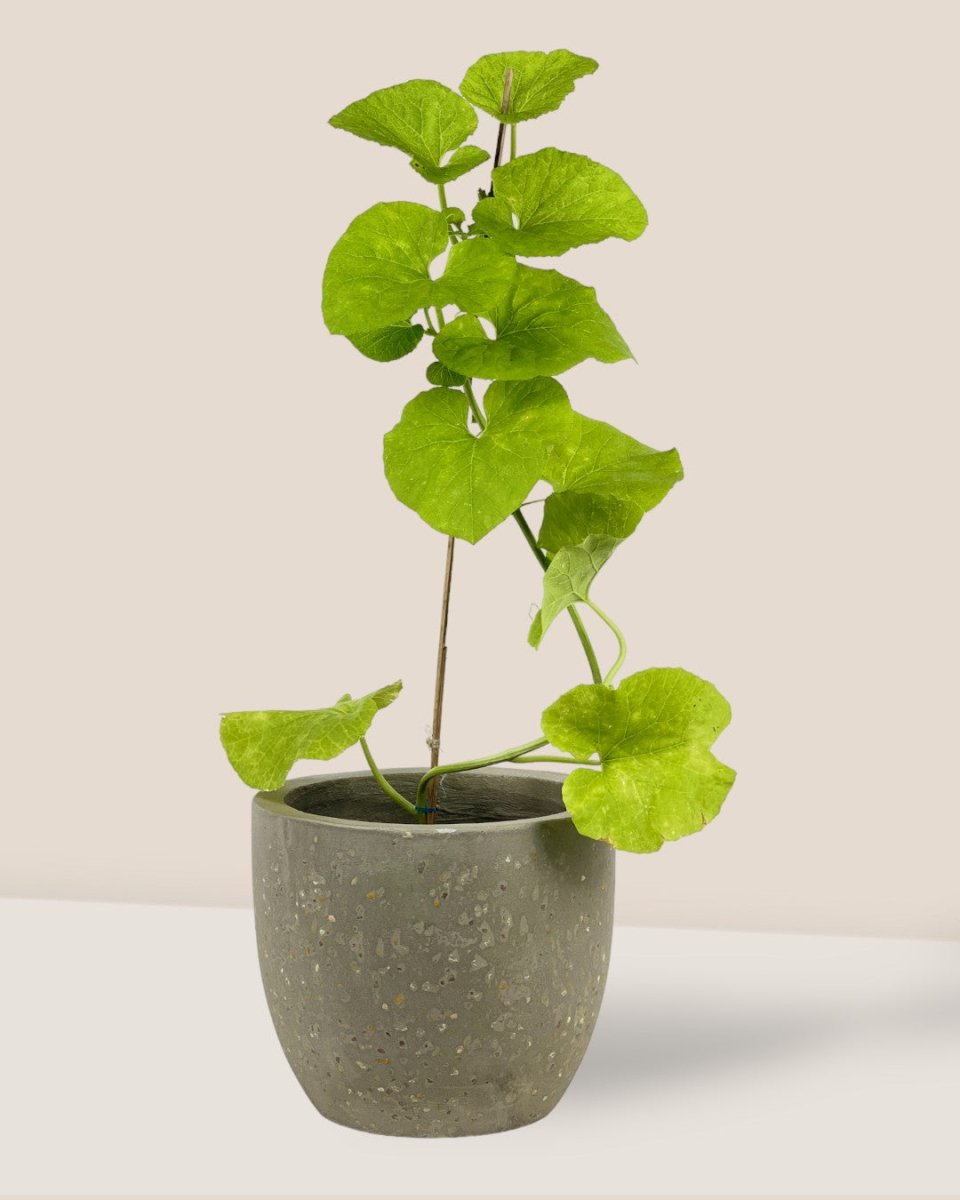 Japanese Melon Plant (Japan) - grow pot - Potted plant - Tumbleweed Plants - Online Plant Delivery Singapore