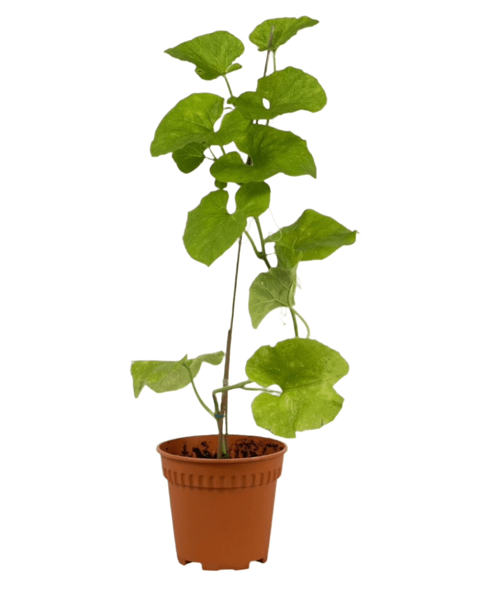 Japanese Melon Plant (Japan) - Potted plant - POTT - MELO - PLY - 6057 - Tumbleweed Plants - Online Plant Delivery Singapore