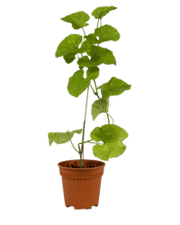 Japanese Melon Plant (Japan) - Potted plant - POTT - MELO - PLY - 6057 - Tumbleweed Plants - Online Plant Delivery Singapore