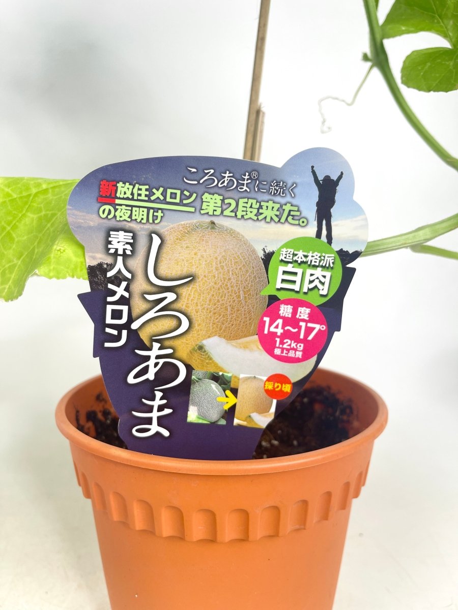 Japanese Melon Plant (Japan) - grow pot - Potted plant - Tumbleweed Plants - Online Plant Delivery Singapore