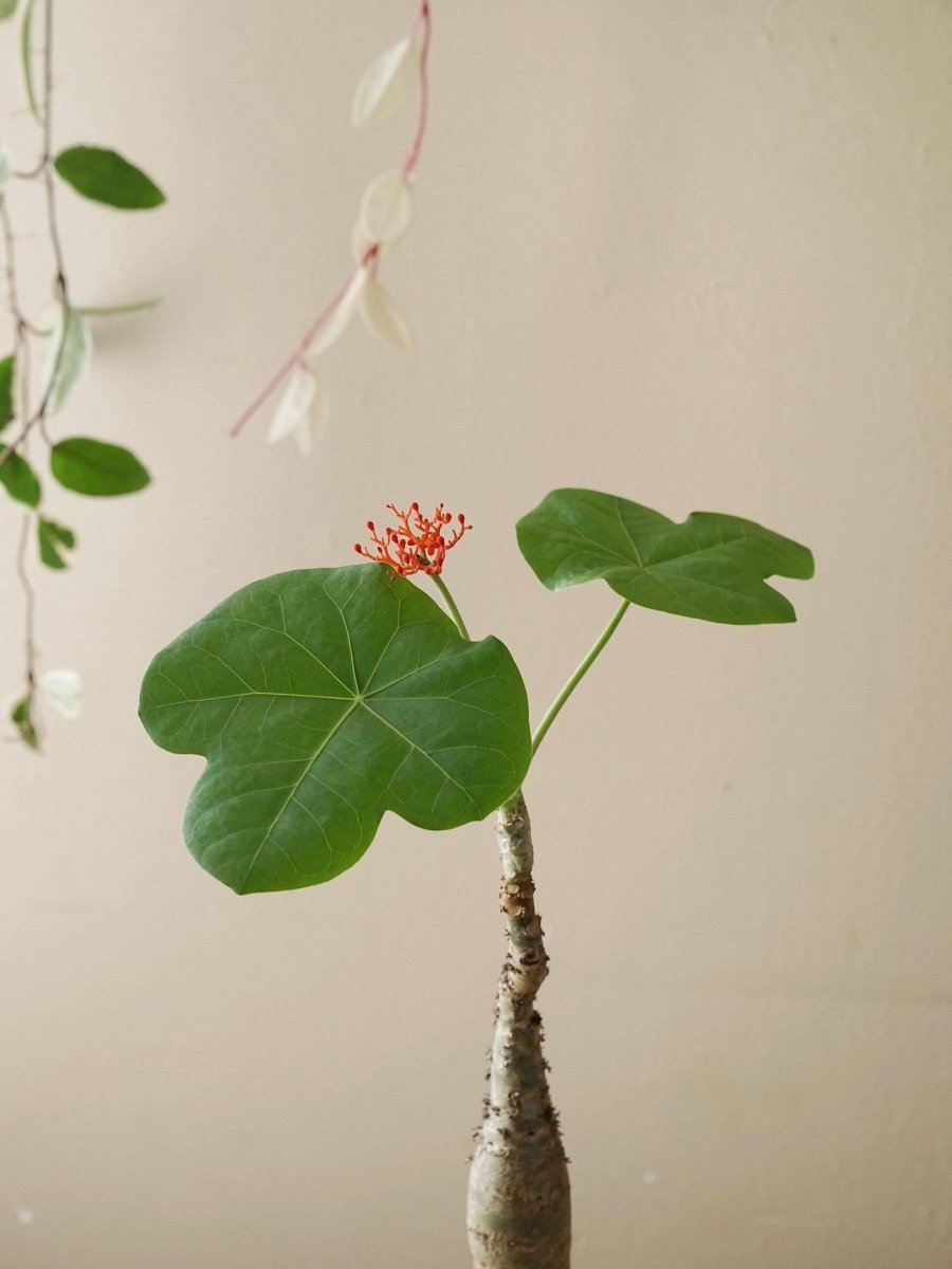 Jatropha Podagrica - grow pot - Potted plant - Tumbleweed Plants - Online Plant Delivery Singapore