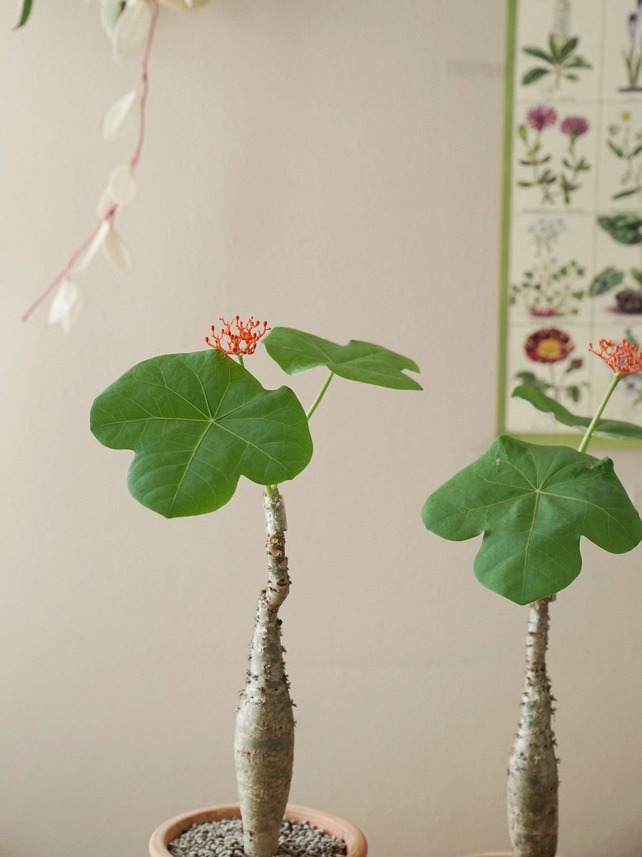 Jatropha Podagrica - grow pot - Potted plant - Tumbleweed Plants - Online Plant Delivery Singapore