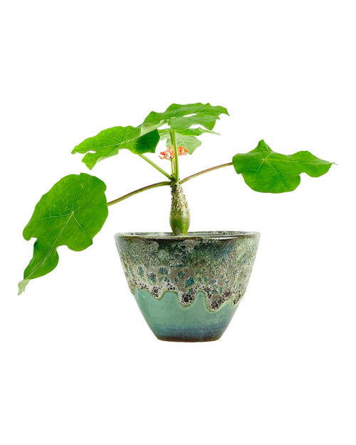 Jatropha Podagrica - grow pot - Potted plant - Tumbleweed Plants - Online Plant Delivery Singapore