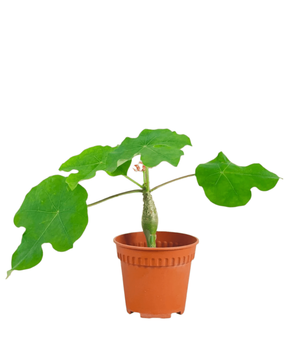 Jatropha Podagrica - Potted plant - POTT - JATR - GRW - 6299 - Tumbleweed Plants - Online Plant Delivery Singapore