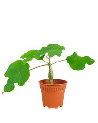 Jatropha Podagrica - Potted plant - POTT - JATR - GRW - 6299 - Tumbleweed Plants - Online Plant Delivery Singapore