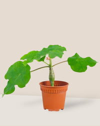 Jatropha Podagrica - grow pot - Potted plant - Tumbleweed Plants - Online Plant Delivery Singapore