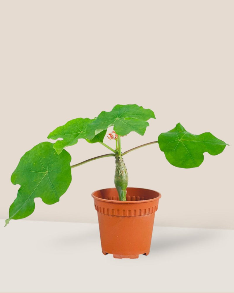 Jatropha Podagrica - grow pot - Potted plant - Tumbleweed Plants - Online Plant Delivery Singapore