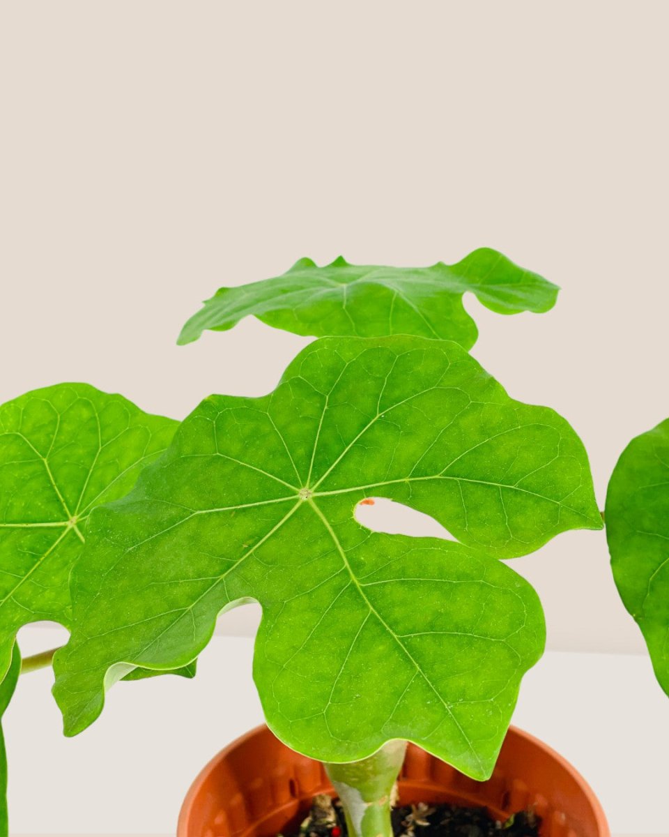 Jatropha Podagrica - grow pot - Potted plant - Tumbleweed Plants - Online Plant Delivery Singapore