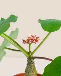 Jatropha Podagrica - grow pot - Potted plant - Tumbleweed Plants - Online Plant Delivery Singapore