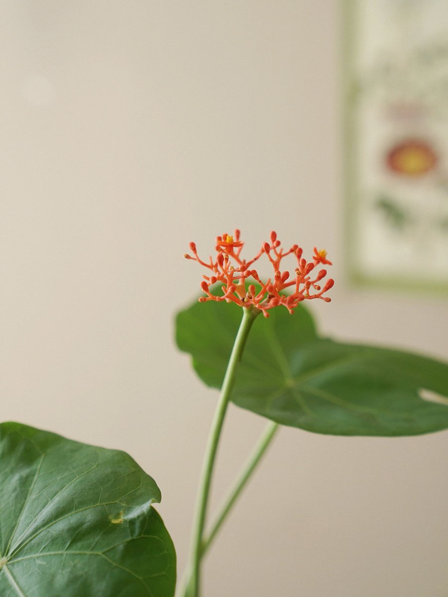 Jatropha Podagrica - grow pot - Potted plant - Tumbleweed Plants - Online Plant Delivery Singapore