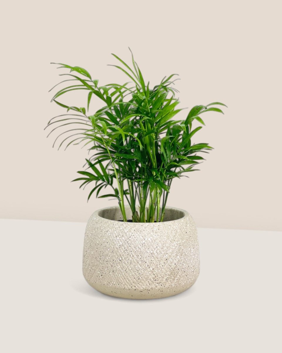 Java Palm - grow pot - Potted plant - Tumbleweed Plants - Online Plant Delivery Singapore