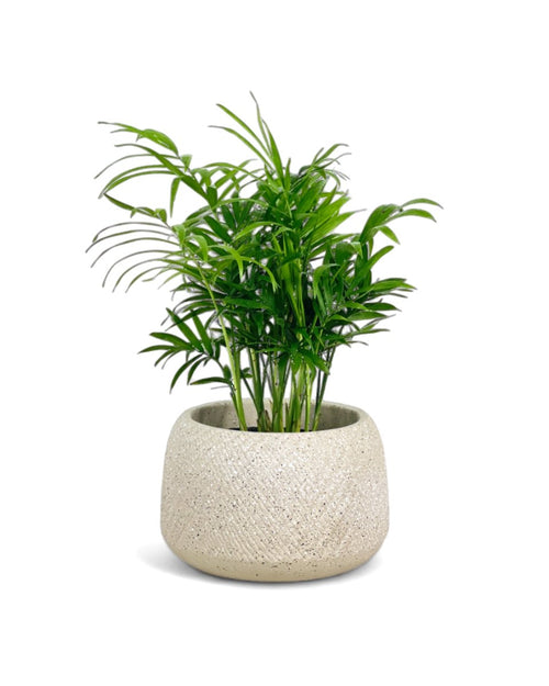 Java Palm - grow pot - Potted plant - Tumbleweed Plants - Online Plant Delivery Singapore