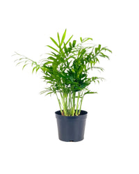 Java Palm - grow pot - Potted plant - Tumbleweed Plants - Online Plant Delivery Singapore