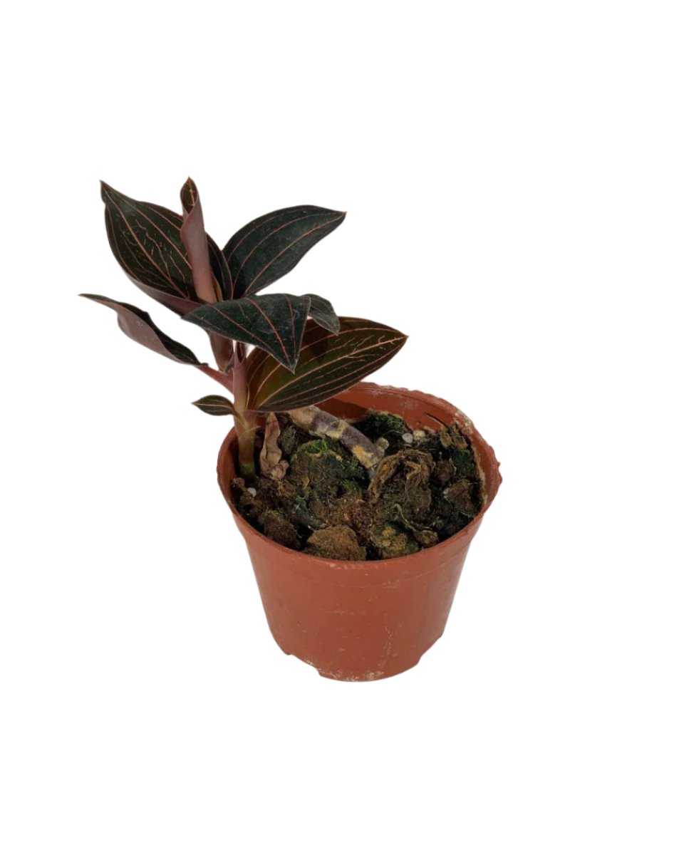 Jewel Orchid in a grow pot