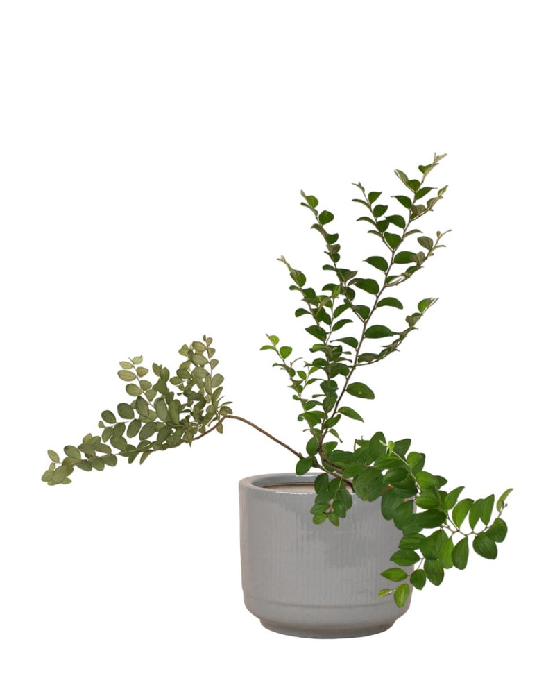 Jujube Plant - grow pot - Potted plant - Tumbleweed Plants - Online Plant Delivery Singapore