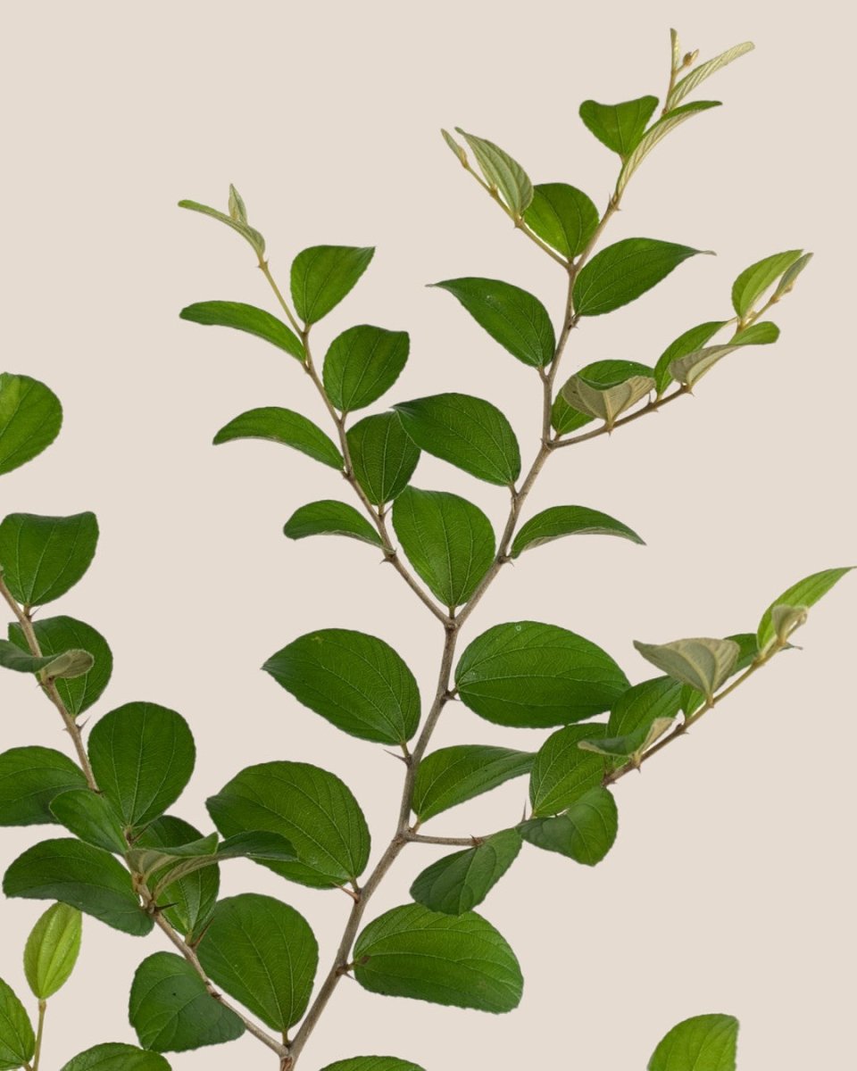 Jujube Plant - grow pot - Potted plant - Tumbleweed Plants - Online Plant Delivery Singapore