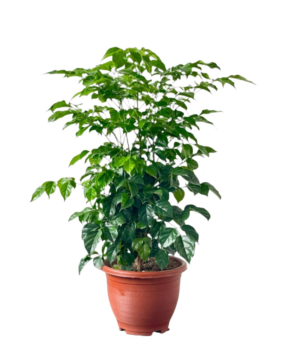 Junior China Doll Tree (0.5m) - grow pot - Potted plant - Tumbleweed Plants - Online Plant Delivery Singapore