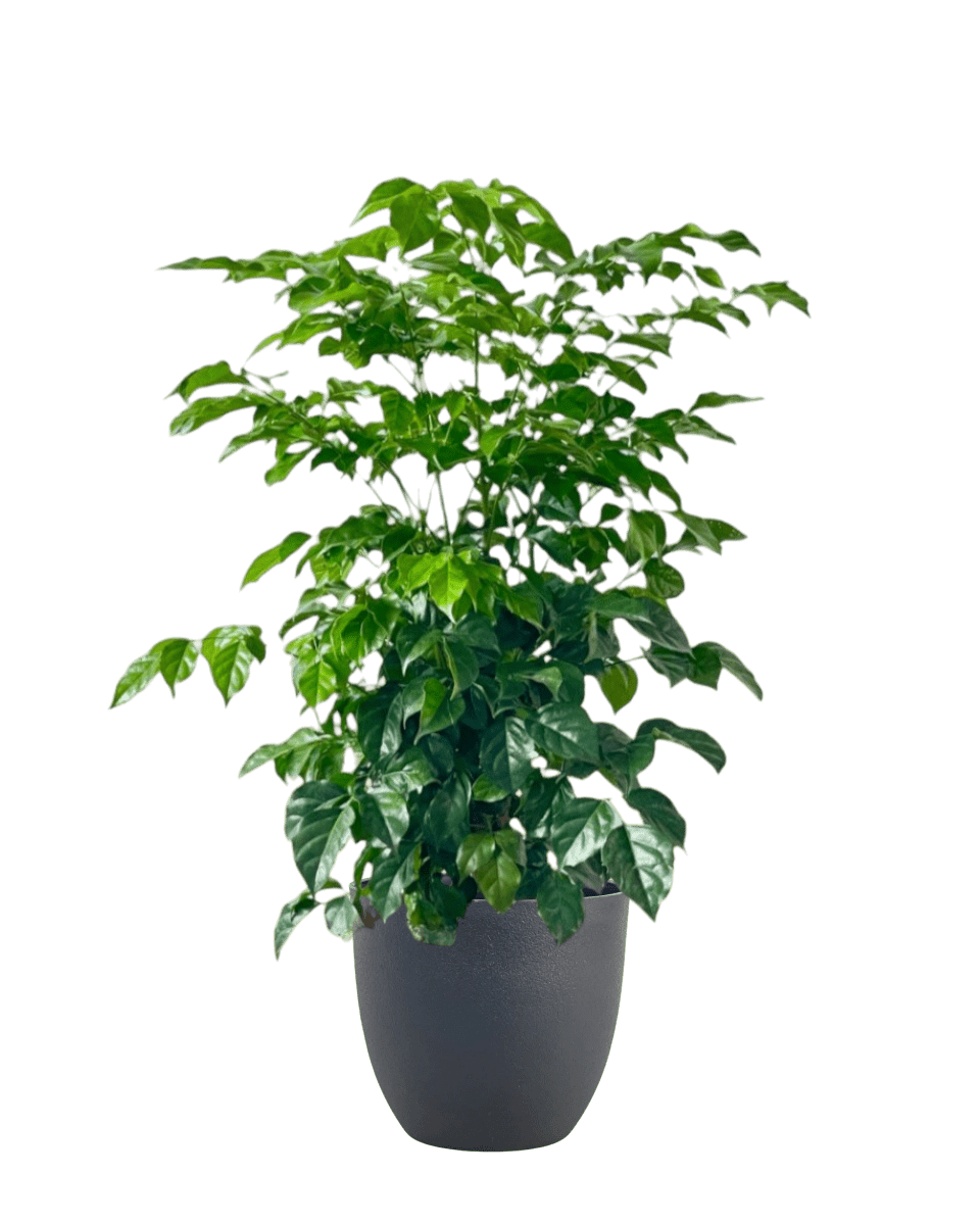 Junior China Doll Tree (0.5m) - Potted plant - POTT - JUIN - GRW - 5623 - Tumbleweed Plants - Online Plant Delivery Singapore