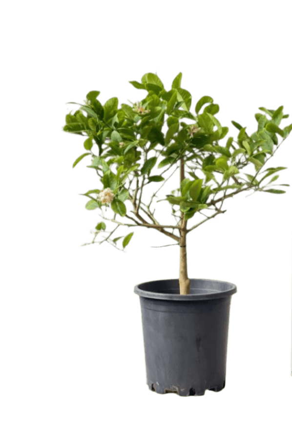 Junior Lemon Tree - Potted plant - POTT - JUIN - GRW - 5422 - Tumbleweed Plants - Online Plant Delivery Singapore