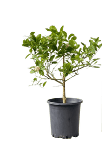 Junior Lemon Tree - Potted plant - POTT - JUIN - GRW - 5422 - Tumbleweed Plants - Online Plant Delivery Singapore