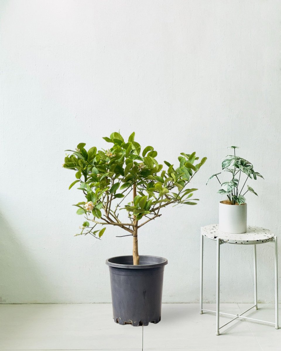 Junior Lemon Tree - grow pot - Potted plant - Tumbleweed Plants - Online Plant Delivery Singapore