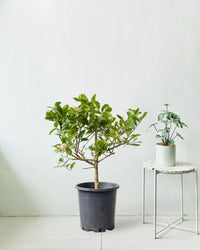Junior Lemon Tree - grow pot - Potted plant - Tumbleweed Plants - Online Plant Delivery Singapore