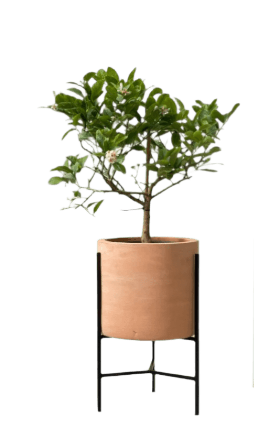 Junior Lemon Tree - Potted plant - POTT - JUIN - SDN - 5432 - Tumbleweed Plants - Online Plant Delivery Singapore