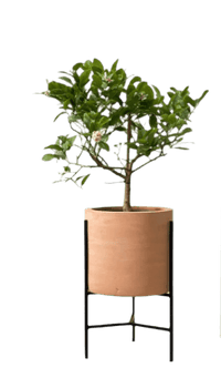 Junior Lemon Tree - Potted plant - POTT - JUIN - SDN - 5432 - Tumbleweed Plants - Online Plant Delivery Singapore