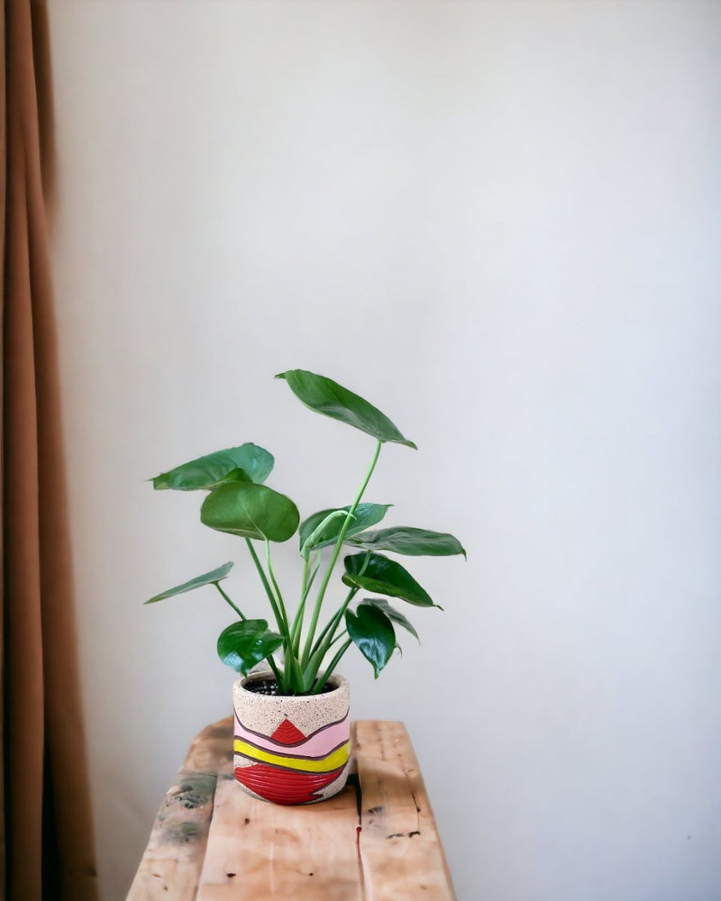 Junior Monstera Deliciosa - grow pot - Potted plant - Tumbleweed Plants - Online Plant Delivery Singapore