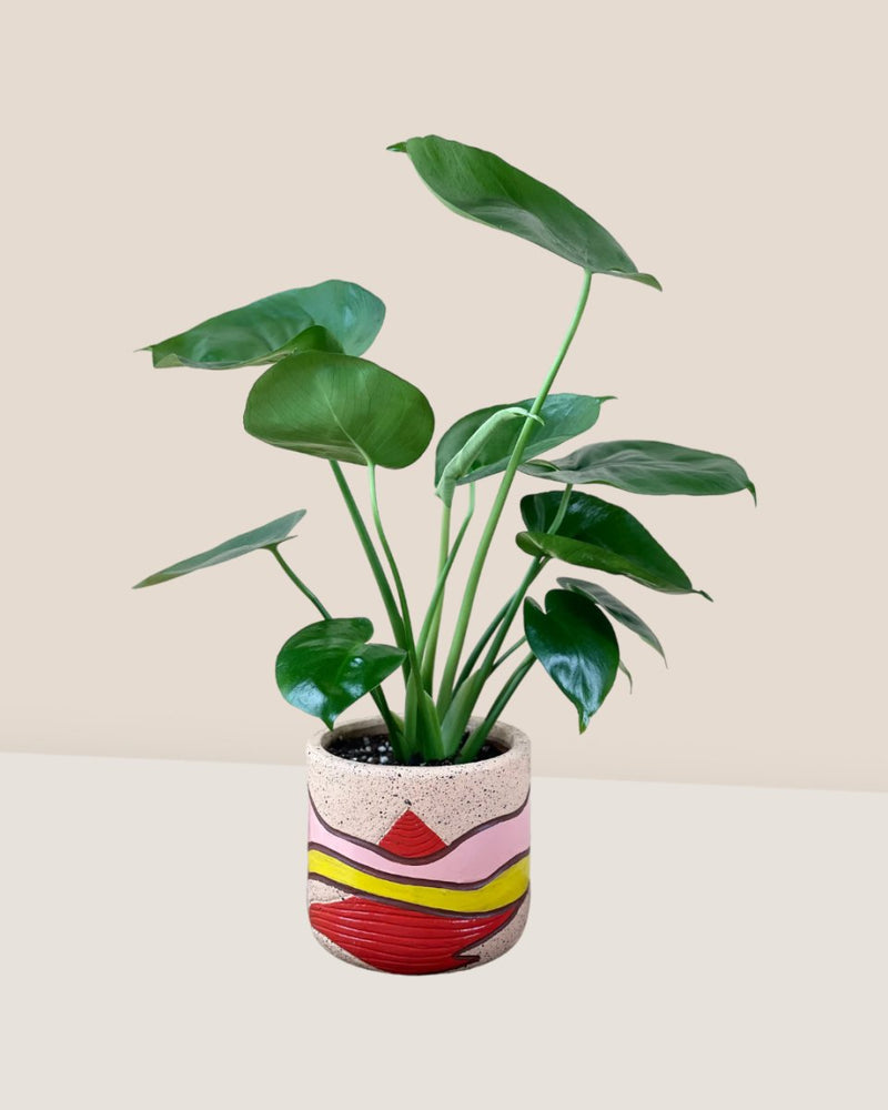 Junior Monstera Deliciosa - grow pot - Potted plant - Tumbleweed Plants - Online Plant Delivery Singapore