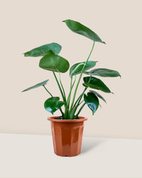 Junior Monstera Deliciosa - grow pot - Potted plant - Tumbleweed Plants - Online Plant Delivery Singapore