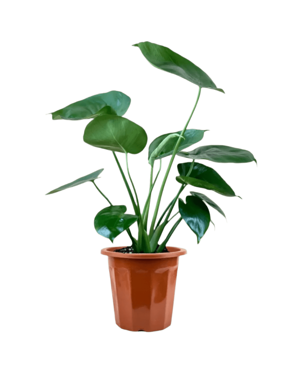 Junior Monstera Deliciosa - Potted plant - POTT - JUNI - GRW - 6262 - Tumbleweed Plants - Online Plant Delivery Singapore