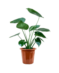 Junior Monstera Deliciosa - Potted plant - POTT - JUNI - GRW - 6262 - Tumbleweed Plants - Online Plant Delivery Singapore