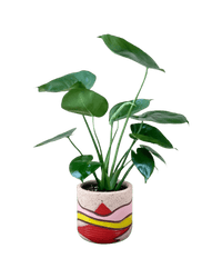 Junior Monstera Deliciosa - Potted plant - POTT - JUNI - GRW - 6262 - Tumbleweed Plants - Online Plant Delivery Singapore