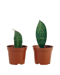 Junior Whale Fin Sansevieria Plant - Potted plant - POTT - BABY - GRW - 5747 - Tumbleweed Plants - Online Plant Delivery Singapore