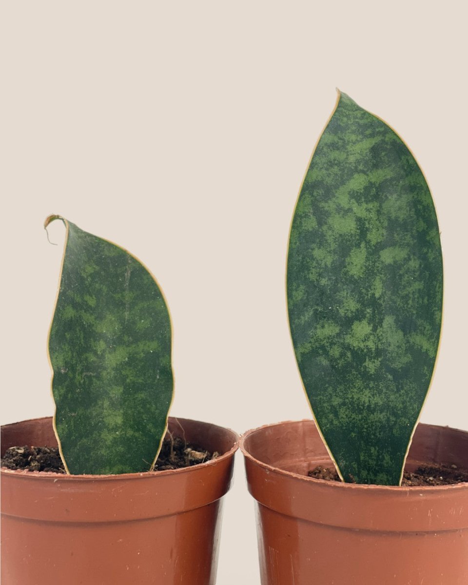 Junior Whale Fin Sansevieria Plant - Potted plant - POTT - BABY - GRW - 5747 - Tumbleweed Plants - Online Plant Delivery Singapore