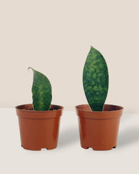 Junior Whale Fin Sansevieria Plant - Potted plant - POTT - BABY - GRW - 5747 - Tumbleweed Plants - Online Plant Delivery Singapore