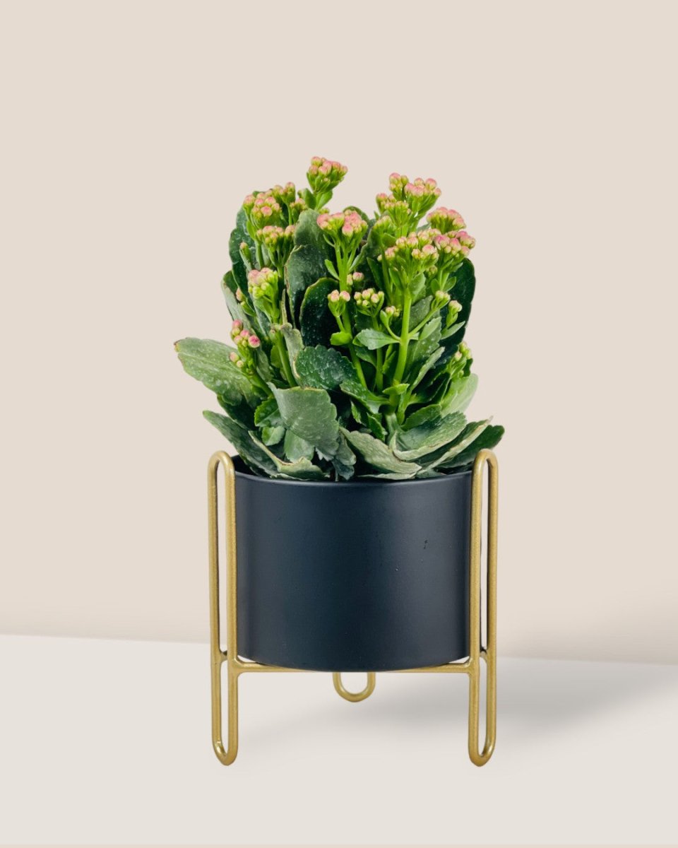 Kai Mini Stand Pot - Pot - Tumbleweed Plants - Online Plant Delivery Singapore