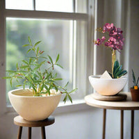 Kala Bowl Planter - Pots - 5506387400190 - Tumbleweed Plants - Online Plant Delivery Singapore