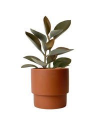 Kalanchoe Orgyalis ‘Copper Spoons’ - plinth pot - chestnut - Potted plant - Tumbleweed Plants - Online Plant Delivery Singapore