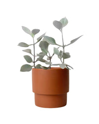 Kalanchoe ‘Silver Teaspoons’ paired with plinth pot - chestnut/large