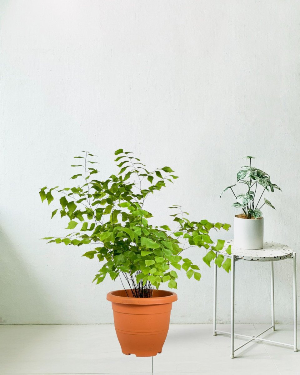Large Adiantum - Maidenhair Fern Plant (0.7m) - grow pot - Potted plant - Tumbleweed Plants - Online Plant Delivery Singapore