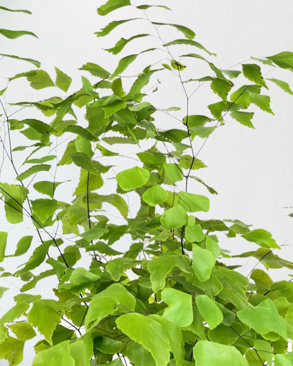 Large Adiantum - Maidenhair Fern Plant (0.7m) - grow pot - Potted plant - Tumbleweed Plants - Online Plant Delivery Singapore
