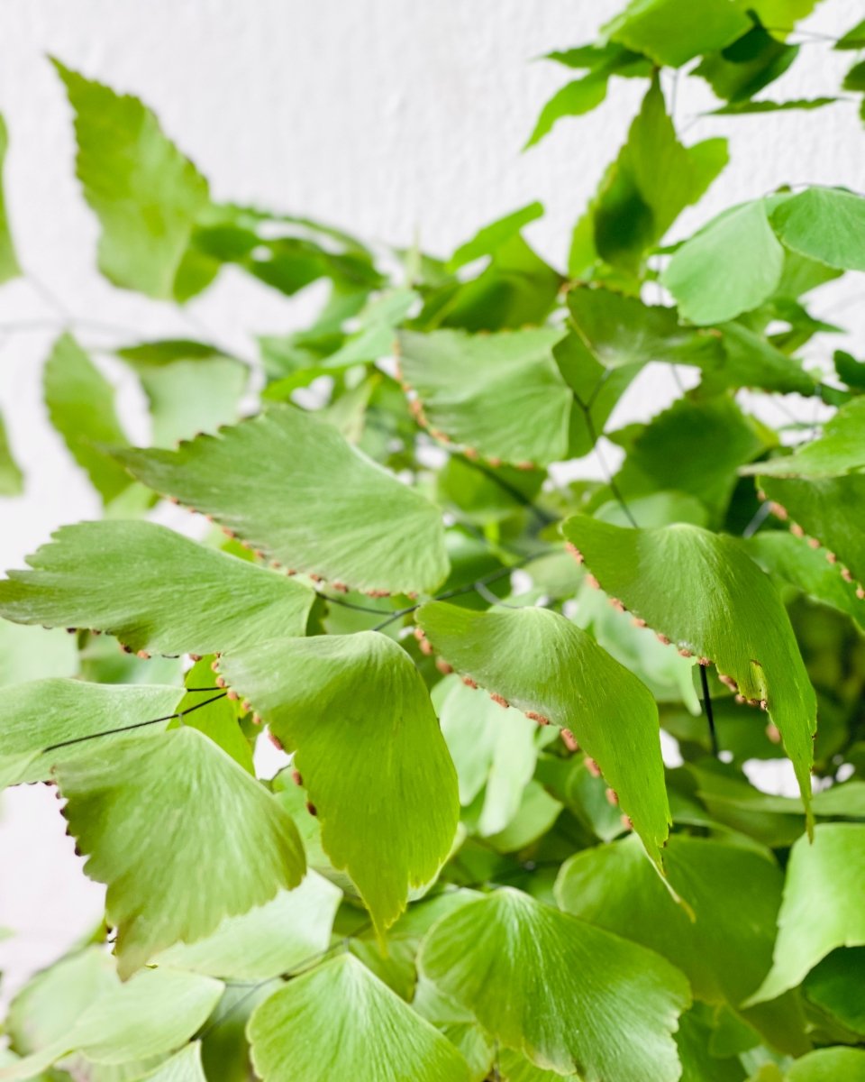 Large Adiantum - Maidenhair Fern Plant - grow pot - Potted plant - Tumbleweed Plants - Online Plant Delivery Singapore