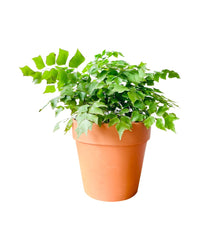 Large Adiantum - Maidenhair Fern Plant - grow pot - Potted plant - Tumbleweed Plants - Online Plant Delivery Singapore